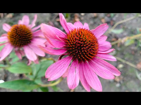 Видео: Эхинацеи и аистовый цветник.