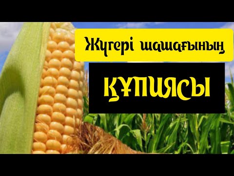 Видео: ЖҮГЕРІНІҢ ЕЛ білмеген ҚҰПИЯСЫ  #ем #денсаулық