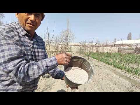 Видео: Картошка экиш. ( Амофос,биогумус, чириган ва янги гунг билан экиш.)