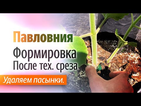 Видео: Формирование Павловнии после тех  среза.