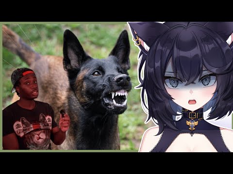 Видео: Собаки, которые отправят вас на небеса | Casual Geographic РЕАКЦИЯ