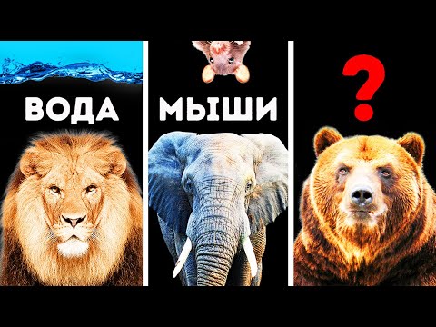 Видео: Дикие чудеса: Знакомство с удивительной и причудливой стороной животных и растений