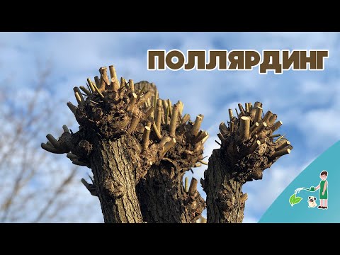 Видео: Как удержать деревья обрезкой. Поллярдинг