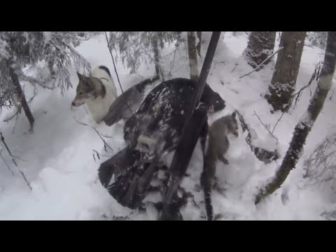 Видео: 50 дней в тайге Прикамья. Бродяги Севера. Часть 4