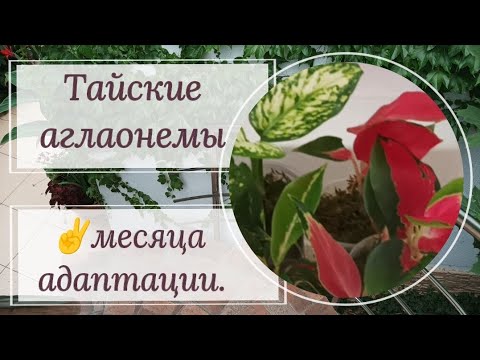 Видео: Тайские аглаонемы. Как идет адаптация?Пересадка в грунт 🪴