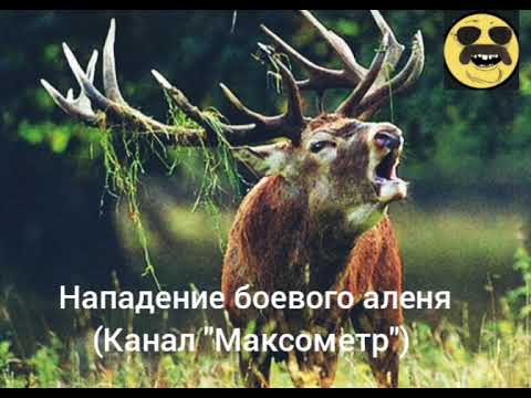 Видео: Нападение боевого аленя на родного отца. История. Максометр. Мужское движение. МД