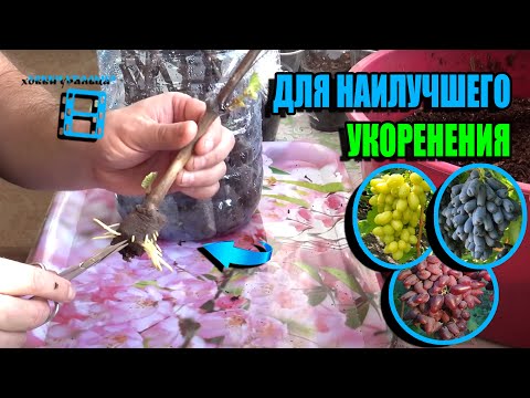 Видео: СЕКРЕТЫ УКОРЕНЕНИЯ ЧЕРЕНКОВ ВИНОГРАДА. СЕВЕРНЫЙ ВИНОГРАДНИК 24-04