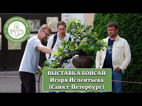 Видео: Выставка бонсай Игоря Ислентьева (Санкт-Петербург) @Studio.Bonsai