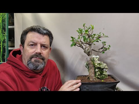Видео: Обрезка моего фикуса тигровой коры
