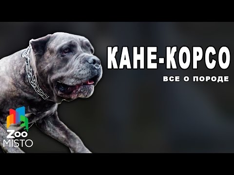 Видео: Кане-Корсо - Все о породе