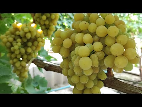 Видео: САМЫЙ ВКУСНЫЙ ВИНОГРАД В МИРЕ!!! 🍇🍇🍇WhatsApp и Viber +79528500417, ТЕЛ. +79054033245.