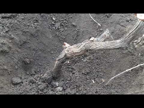 Видео: Перепрививка винограда в голову куста и подземный штамб. Подготовка куста.