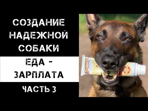 Видео: Еда - зарплата. Часть 3.