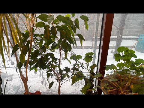 Видео: Фикус Бенджамина на фитильном поливе. Пересадка, состав грунта для фитильного полива.