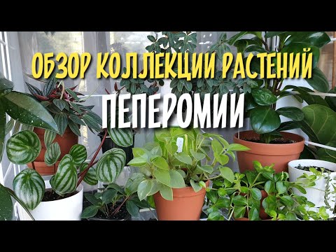Видео: Пеперомия / обзор коллекции растений