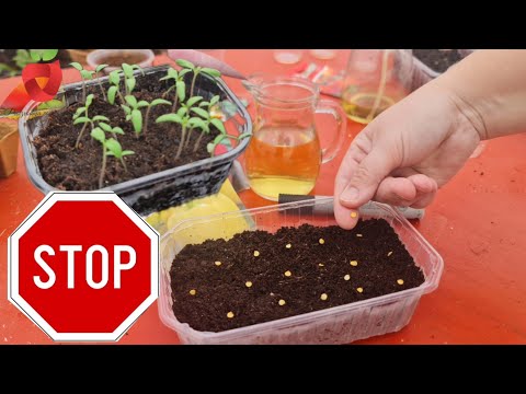 Видео: Не ошибитесь! Как вырастить крепкую и устойчивую рассаду овощей??