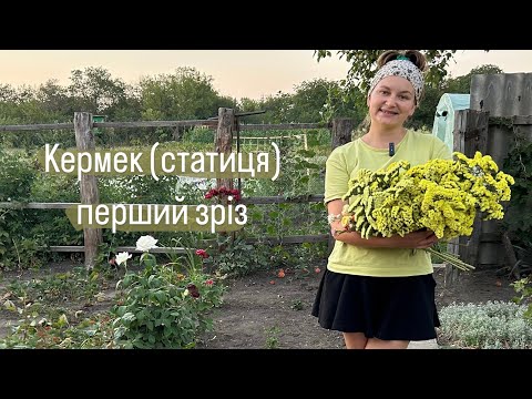 Видео: Перший зріз кермеку (статиці), геліхризуму. Сухоцвіти на букети.