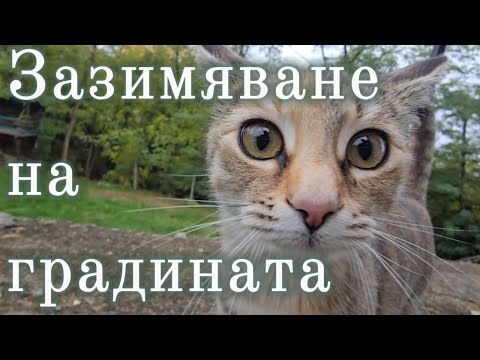 Видео: Грижа за лехите през зимата