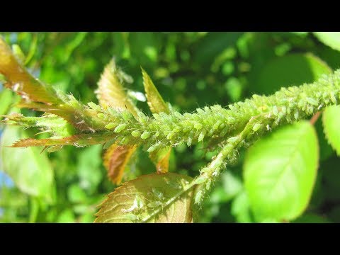 Видео: Тля на розах  Чем опрыскивать от тли