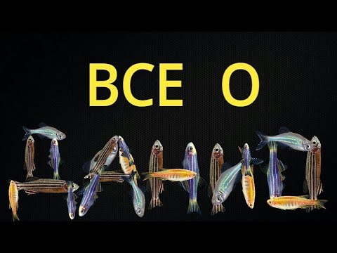 Видео: Все о Данио