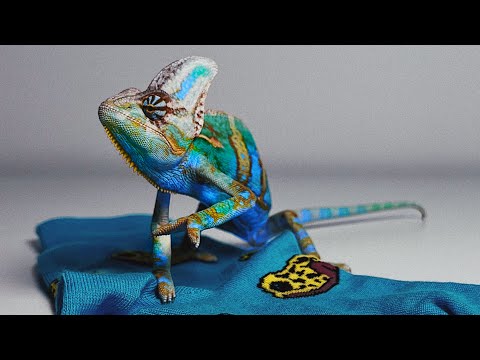 Видео: ХАМЕЛЕОН МЕНЯЕТ ЦВЕТ И МАСКИРУЕТСЯ ПОД НОСОК