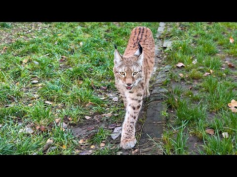 Видео: СКОРО ПОЯВИТСЯ НОВАЯ РЫСЬ?