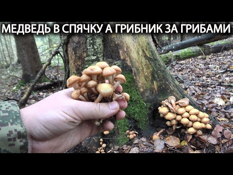 Видео: ❗ МЕДВЕДЬ В СПЯЧКУ А ГРИБНИК ЗА ГРИБАМИ👉ОПЯТА, БЕЛЫЕ, ,ГОВОРУШКА ДЫМЧАТАЯ. Грибы в октябре 2024