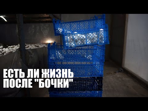 Видео: САМОДЕЛЬНАЯ ПОКРОВКА, результат | Новая загрузка компоста | Выращивание шампиньонов