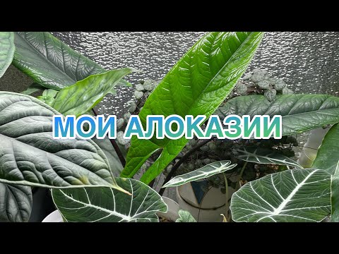 Видео: Мои Алоказии | Небольшой обзор | коллекция