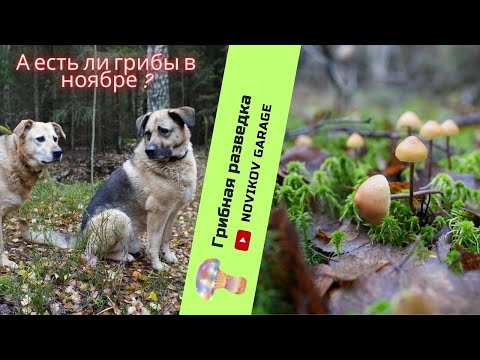 Видео: Грибная разведка 4 ноября 2023. Всеволожский район.