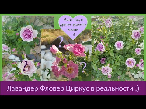 Видео: Лавандер Фловер Циркус роза отзыв и обзор в разные месяцы сезона. Минусы и плюсы сорта