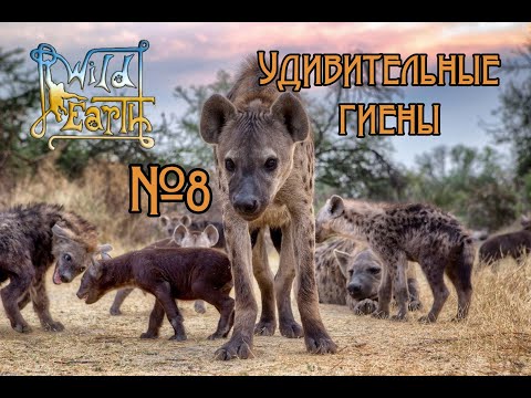 Видео: Wild Earth - Фото-сафари - Удивительные гиены #8🐒