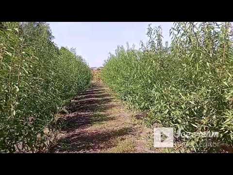 Видео: Іспанські промислові самозапильні сорти мигдаля.Саджанці мигдаля.Підщепа GF-677.Пекан.