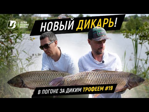 Видео: Трофейная рыбалка. И снова новый водоем!!! В погоне за диким трофеем #19.