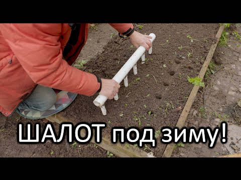 Видео: Секреты посадки лука-шалота под зиму как получить крупный урожай
