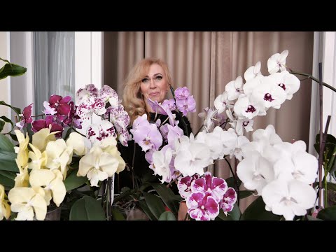 Видео: БАААЛДЁЖНЫЕ БИГ ЛИПЫ! ОРХИДЕИ ВОСХИТИТЕЛЬНЫ!  ДОМАШНЕЕ ЦВЕТЕНИЕ.