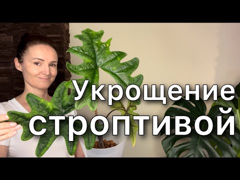 Видео: Пересадка Алоказии Жаклин в КЕРАМЗИТ / Alocasia Jacklyn. Новинка!