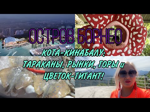 Видео: ОСТРОВ БОРНЕО / ЗДЕСЬ ВСЕ КИШИТ ТАРАКАНАМИ!/ РЫНКИ/ ПАРК КОТА- КИНАБАЛУ/ ГИГАНТСКИЙ ЦВЕТОК РАФФЛЕЗИЯ