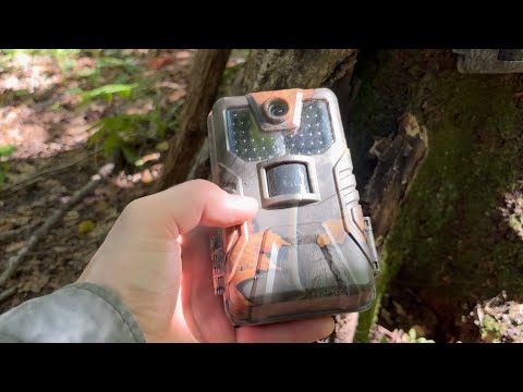 Видео: Про мои фотоловушки