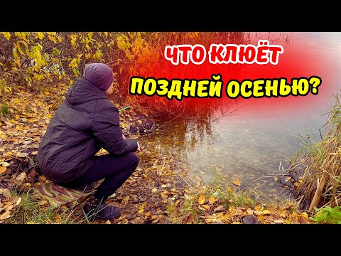 Видео: Рыбалка НА ПОПЛАВОК в ноябре месяце!!!