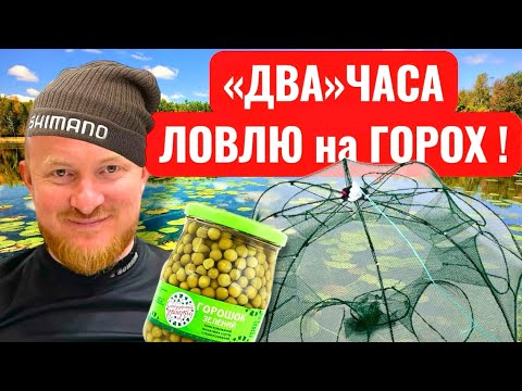 Видео: ДВА ЧАСА ЛОВЛЮ НА ГОРОХ С ЧЕСНОКОМ 