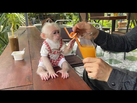 Видео: Папа ведёт Зику в кофейню | Зика отказывается от йогурта