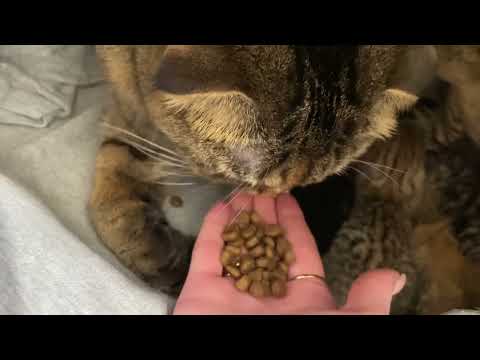 Видео: Еда в постель 😂 Мише можно всё))