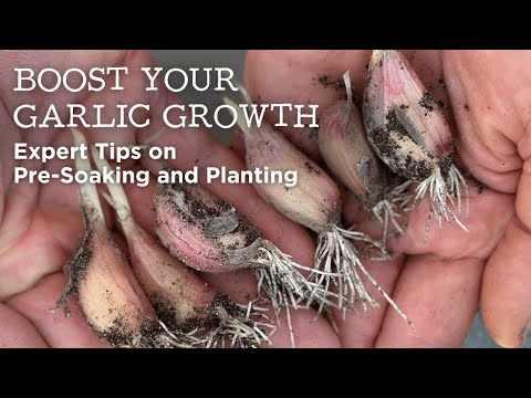 Видео: Ускорьте рост чеснока | Советы экспертов по предварительному замачиванию и посадке