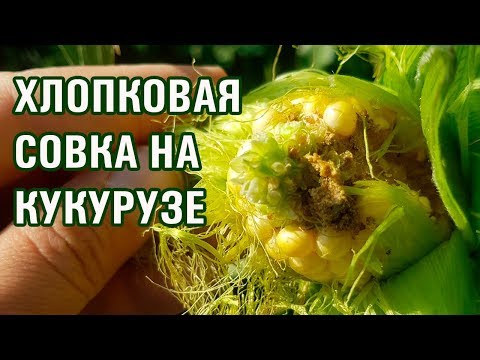 Видео: Как бороться с хлопковой совкой на кукурузе? (28-07-2018)