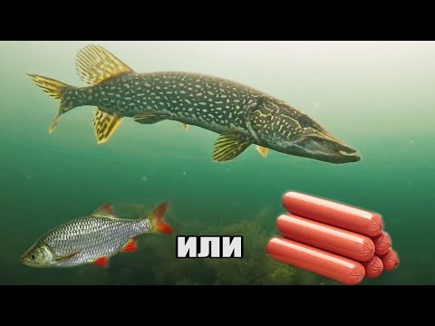 Видео: Рыбалка🎣 - ШОК! ЗРЕЛИЩНЫЕ АТАКИ ЩУКИ на СОСИСКУ🌭 и ЖИВЦА🐟 Реакция рыбы. Подводная съёмка