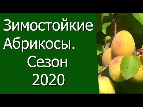 Видео: Зимостойкие абрикосы. Сезон 2020.