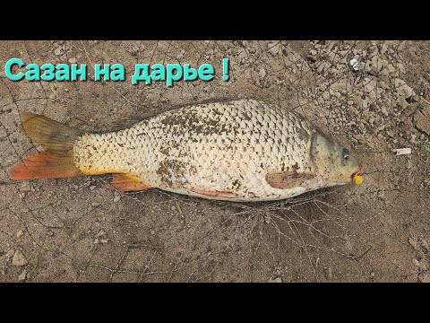 Видео: Рыбалка в Узбекистане! Сазан на сырдарье! Поймали змееголова на фидер! ЛОВИМ НА ФИДЕРЫ И КАРПОВИКИ!