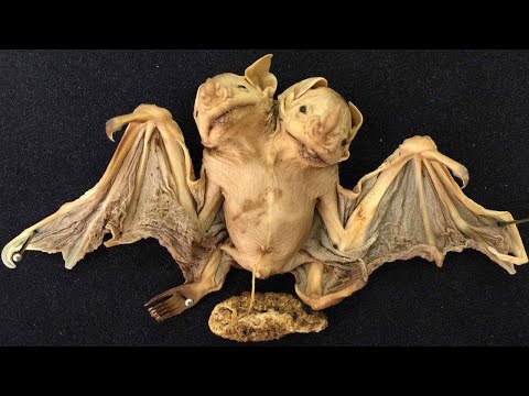 Видео: Странные Двухголовые Животные