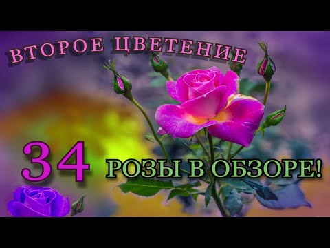 Видео: Начало второго цветения🌹 ✓Часть 1✓ Обзор 34 роз!🌹🥰